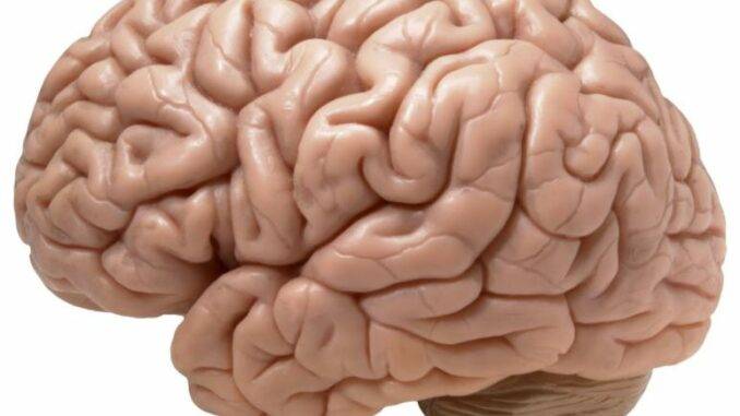 brain